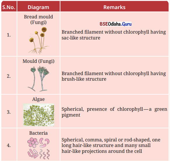 The Invisible Living World Beyond Our Naked Eye Class 8 Question Answer Science Chapter 2.14