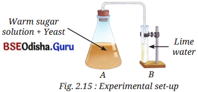 The Invisible Living World Beyond Our Naked Eye Class 8 Question Answer Science Chapter 2.4