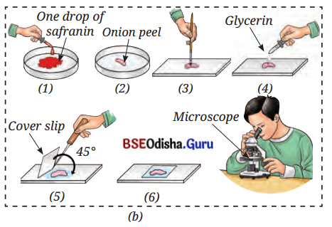 The Invisible Living World Beyond Our Naked Eye Class 8 Question Answer Science Chapter 2.7