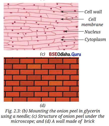 The Invisible Living World Beyond Our Naked Eye Class 8 Question Answer Science Chapter 2.8