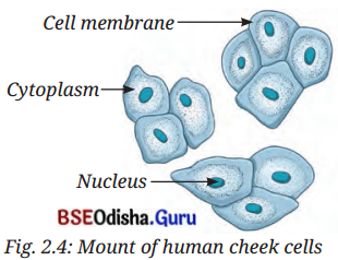The Invisible Living World Beyond Our Naked Eye Class 8 Question Answer Science Chapter 2.9