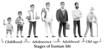 Adolescence A Stage of Growth and Change Class 7 Notes Science Chapter 6 1