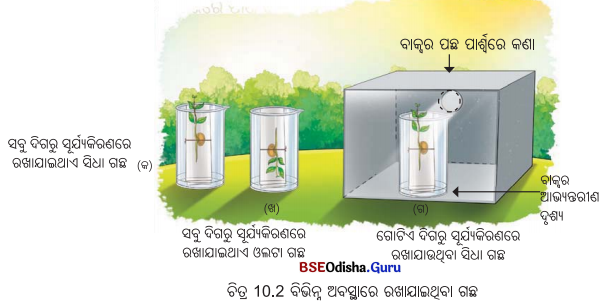 Class 6 Science Chapter 10 Notes Odia Medium ଜୀବଜଗତର ବୈଶିଷ୍ଟ୍ୟ 2