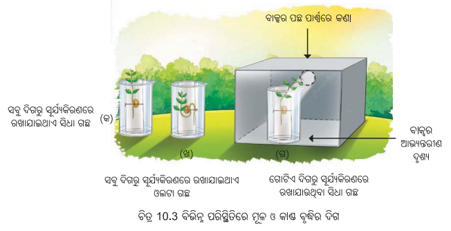 Class 6 Science Chapter 10 Notes Odia Medium ଜୀବଜଗତର ବୈଶିଷ୍ଟ୍ୟ 3