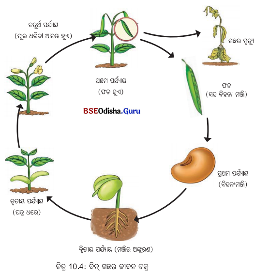 Class 6 Science Chapter 10 Notes Odia Medium ଜୀବଜଗତର ବୈଶିଷ୍ଟ୍ୟ 5