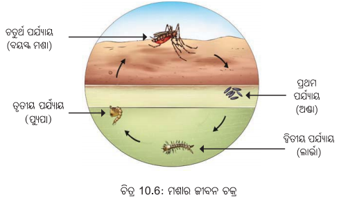 Class 6 Science Chapter 10 Notes Odia Medium ଜୀବଜଗତର ବୈଶିଷ୍ଟ୍ୟ 6