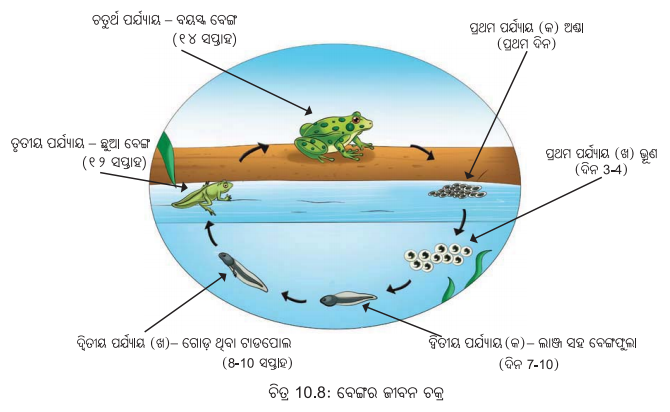 Class 6 Science Chapter 10 Notes Odia Medium ଜୀବଜଗତର ବୈଶିଷ୍ଟ୍ୟ 7