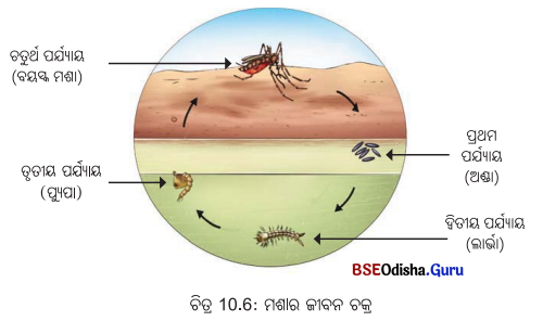 Class 6 Science Chapter 10 Question Answer Odia Medium ଜୀବଜଗତର ବୈଶିଷ୍ଟ୍ୟ 10