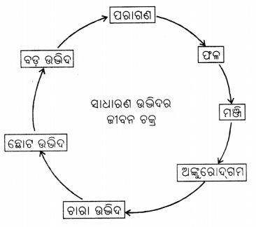 Class 6 Science Chapter 10 Question Answer Odia Medium ଜୀବଜଗତର ବୈଶିଷ୍ଟ୍ୟ 4