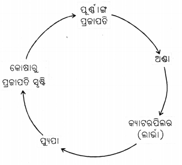 Class 6 Science Chapter 10 Question Answer Odia Medium ଜୀବଜଗତର ବୈଶିଷ୍ଟ୍ୟ 5