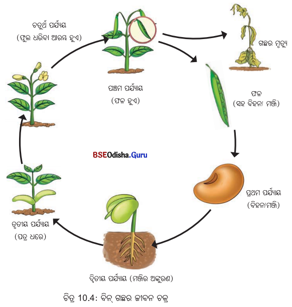 Class 6 Science Chapter 10 Question Answer Odia Medium ଜୀବଜଗତର ବୈଶିଷ୍ଟ୍ୟ 6