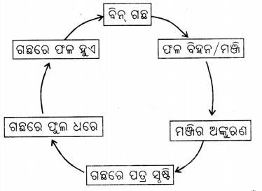 Class 6 Science Chapter 10 Question Answer Odia Medium ଜୀବଜଗତର ବୈଶିଷ୍ଟ୍ୟ 7