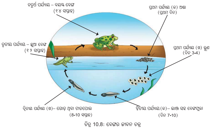 Class 6 Science Chapter 10 Question Answer Odia Medium ଜୀବଜଗତର ବୈଶିଷ୍ଟ୍ୟ 8