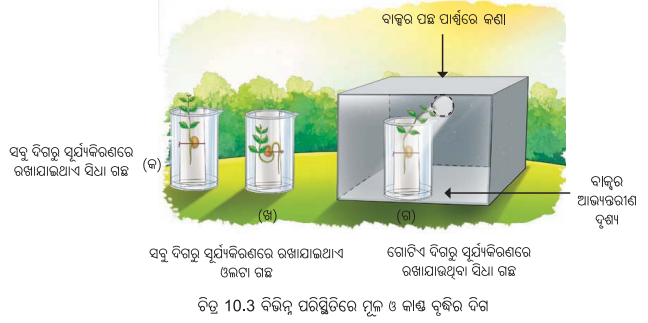 Class 6 Science Chapter 10 Question Answer Odia Medium ଜୀବଜଗତର ବୈଶିଷ୍ଟ୍ୟ 9