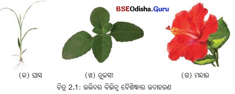 Class 6 Science Chapter 2 Notes Odia Medium ଜୀବଜଗତର ବିବିଧତା 1