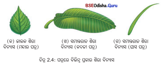 Class 6 Science Chapter 2 Notes Odia Medium ଜୀବଜଗତର ବିବିଧତା 11