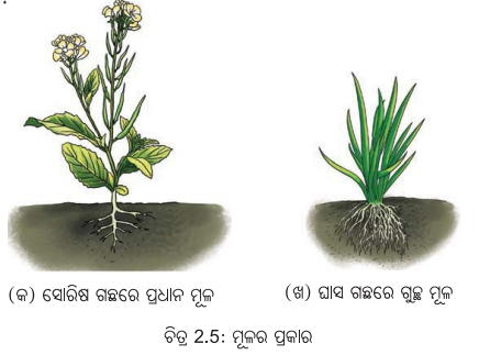 Class 6 Science Chapter 2 Notes Odia Medium ଜୀବଜଗତର ବିବିଧତା 13