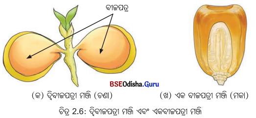 Class 6 Science Chapter 2 Notes Odia Medium ଜୀବଜଗତର ବିବିଧତା 15