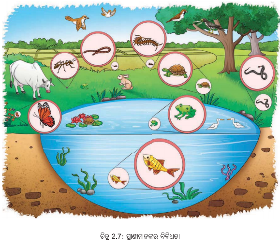 Class 6 Science Chapter 2 Notes Odia Medium ଜୀବଜଗତର ବିବିଧତା 17