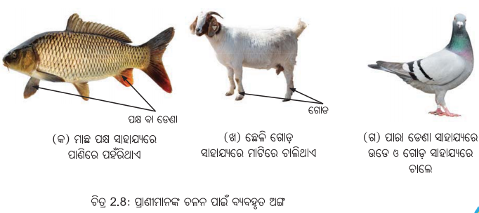 Class 6 Science Chapter 2 Notes Odia Medium ଜୀବଜଗତର ବିବିଧତା 19