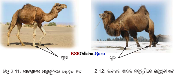 Class 6 Science Chapter 2 Notes Odia Medium ଜୀବଜଗତର ବିବିଧତା 20