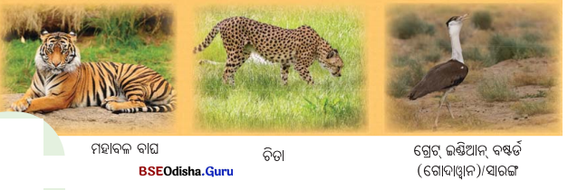 Class 6 Science Chapter 2 Notes Odia Medium ଜୀବଜଗତର ବିବିଧତା 24