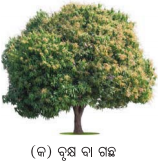 Class 6 Science Chapter 2 Notes Odia Medium ଜୀବଜଗତର ବିବିଧତା 6