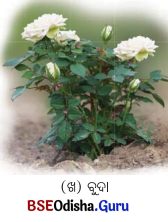 Class 6 Science Chapter 2 Notes Odia Medium ଜୀବଜଗତର ବିବିଧତା 7