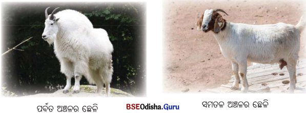 Class 6 Science Chapter 2 Question Answer Odia Medium ଜୀବଜଗତର ବିବିଧତା 5