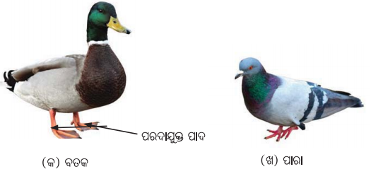 Class 6 Science Chapter 2 Question Answer Odia Medium ଜୀବଜଗତର ବିବିଧତା 9
