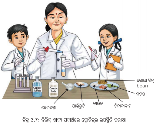 Class 6 Science Chapter 3 Notes Odia Medium ସୁଷମ ଖାଦ୍ୟ ସୁସ୍ଥ ଶରୀରର ଉପାୟ 14