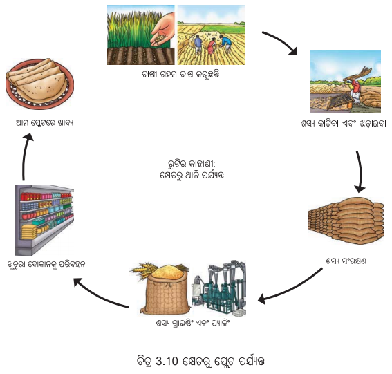 Class 6 Science Chapter 3 Notes Odia Medium ସୁଷମ ଖାଦ୍ୟ ସୁସ୍ଥ ଶରୀରର ଉପାୟ 15