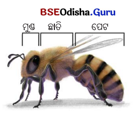 Class 7 Maths Chapter 3 Question Answer Odia Medium ସଂଖ୍ୟାର ମଝିରେ ବିନ୍ଦୁର କମାଲ 6