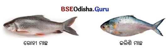 Class 7 Maths Chapter 3 Question Answer Odia Medium ସଂଖ୍ୟାର ମଝିରେ ବିନ୍ଦୁର କମାଲ 9