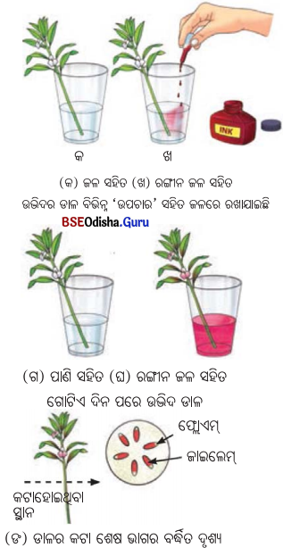 Class 7 Science Chapter 10 Notes Odia Medium ଉଦ୍ଭିଦରେ ଜୀବନ ପ୍ରକ୍ରିୟା 10