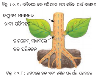 Class 7 Science Chapter 10 Notes Odia Medium ଉଦ୍ଭିଦରେ ଜୀବନ ପ୍ରକ୍ରିୟା 11