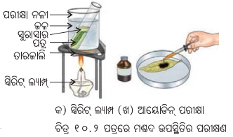 Class 7 Science Chapter 10 Notes Odia Medium ଉଦ୍ଭିଦରେ ଜୀବନ ପ୍ରକ୍ରିୟା 2