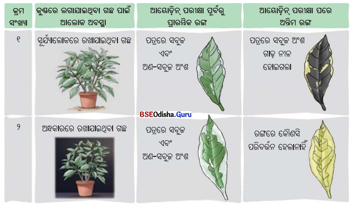 Class 7 Science Chapter 10 Notes Odia Medium ଉଦ୍ଭିଦରେ ଜୀବନ ପ୍ରକ୍ରିୟା 3