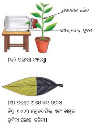 Class 7 Science Chapter 10 Notes Odia Medium ଉଦ୍ଭିଦରେ ଜୀବନ ପ୍ରକ୍ରିୟା 5