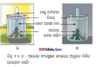 Class 7 Science Chapter 10 Notes Odia Medium ଉଦ୍ଭିଦରେ ଜୀବନ ପ୍ରକ୍ରିୟା 6
