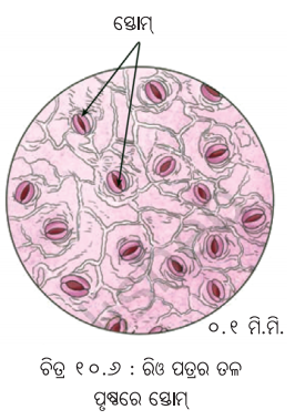Class 7 Science Chapter 10 Notes Odia Medium ଉଦ୍ଭିଦରେ ଜୀବନ ପ୍ରକ୍ରିୟା 9