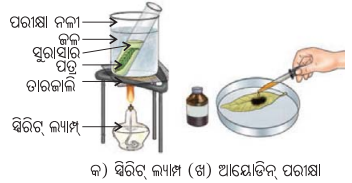 Class 7 Science Chapter 10 Question Answer Odia Medium ଉଦ୍ଭିଦରେ ଜୀବନ ପ୍ରକ୍ରିୟା 14