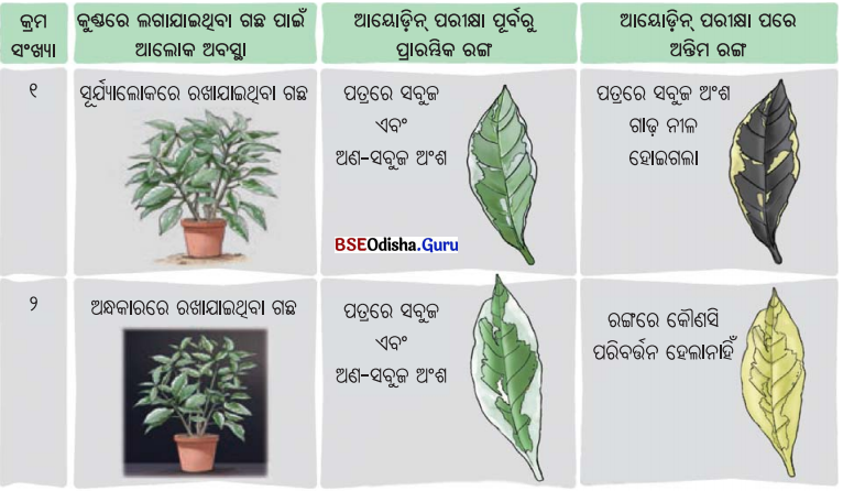 Class 7 Science Chapter 10 Question Answer Odia Medium ଉଦ୍ଭିଦରେ ଜୀବନ ପ୍ରକ୍ରିୟା 15