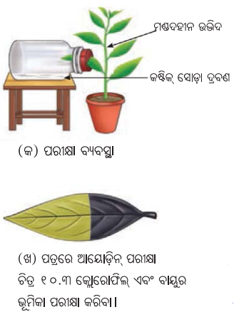 Class 7 Science Chapter 10 Question Answer Odia Medium ଉଦ୍ଭିଦରେ ଜୀବନ ପ୍ରକ୍ରିୟା 16