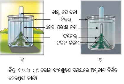 Class 7 Science Chapter 10 Question Answer Odia Medium ଉଦ୍ଭିଦରେ ଜୀବନ ପ୍ରକ୍ରିୟା 17