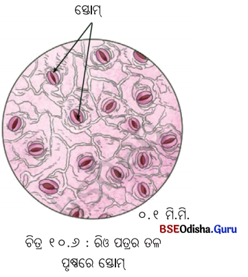 Class 7 Science Chapter 10 Question Answer Odia Medium ଉଦ୍ଭିଦରେ ଜୀବନ ପ୍ରକ୍ରିୟା 18