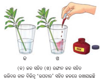 Class 7 Science Chapter 10 Question Answer Odia Medium ଉଦ୍ଭିଦରେ ଜୀବନ ପ୍ରକ୍ରିୟା 19