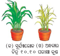 Class 7 Science Chapter 10 Question Answer Odia Medium ଉଦ୍ଭିଦରେ ଜୀବନ ପ୍ରକ୍ରିୟା 3