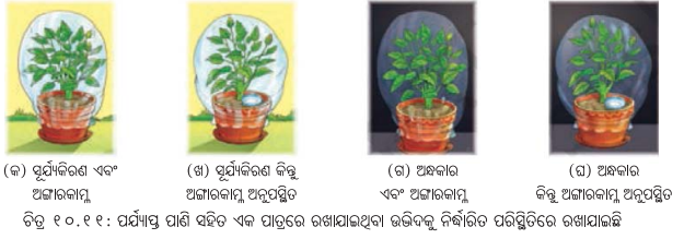 Class 7 Science Chapter 10 Question Answer Odia Medium ଉଦ୍ଭିଦରେ ଜୀବନ ପ୍ରକ୍ରିୟା 4