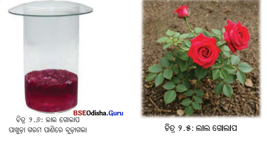 Class 7 Science Chapter 2 Notes Odia Medium ଅମ୍ଳୀୟ, କ୍ଷାରୀୟ ଓ ନିରପେକ୍ଷ ପଦାର୍ଥର ଅନୁସନ୍ଧାନ 5